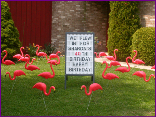 Flamingo Lawn Announcement